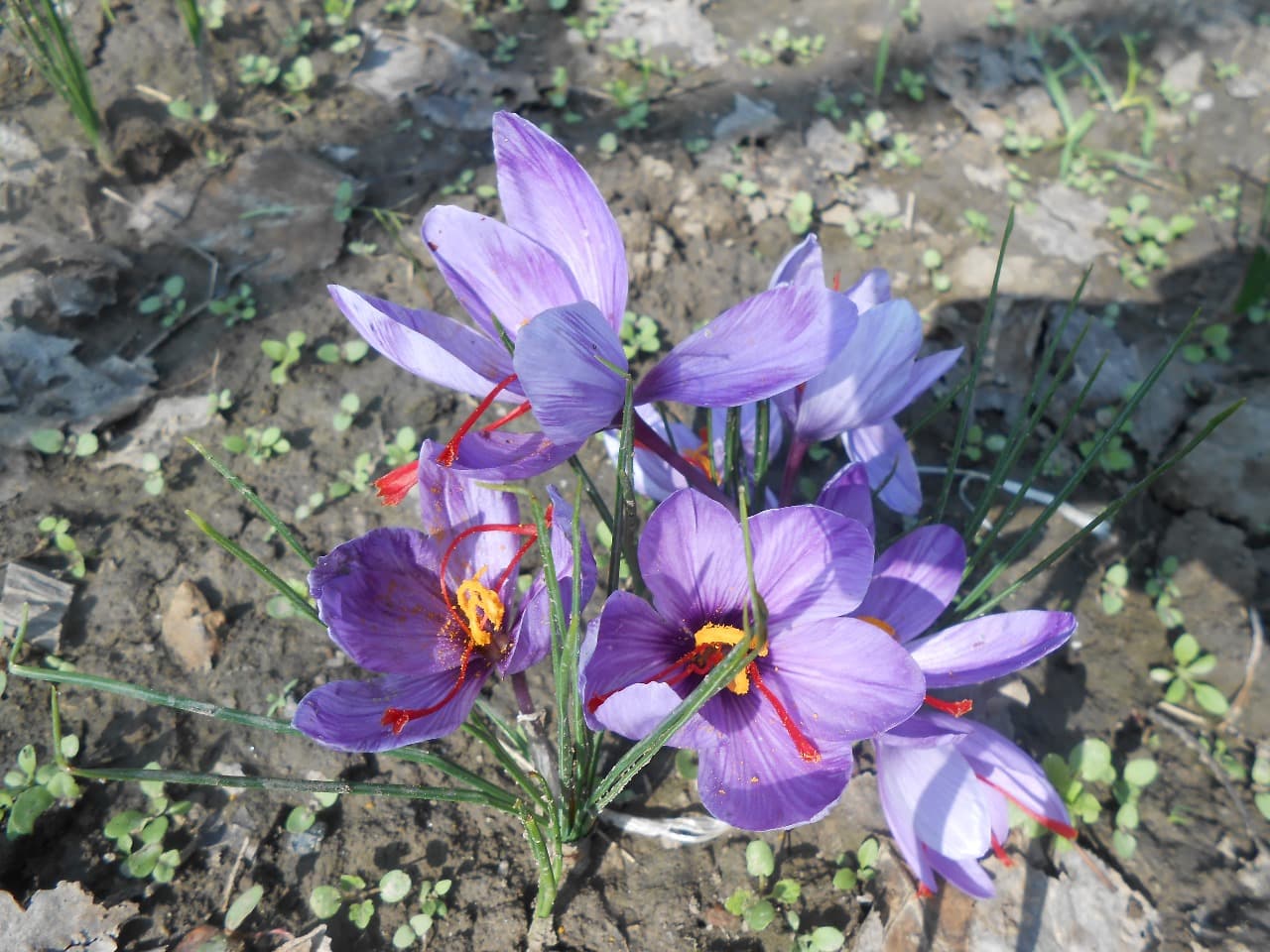 Family-owned saffron cultivation in Pampore