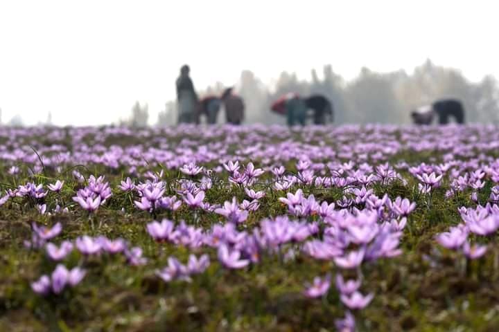Pampore saffron fields turning violet as the crocus blooms in autumn