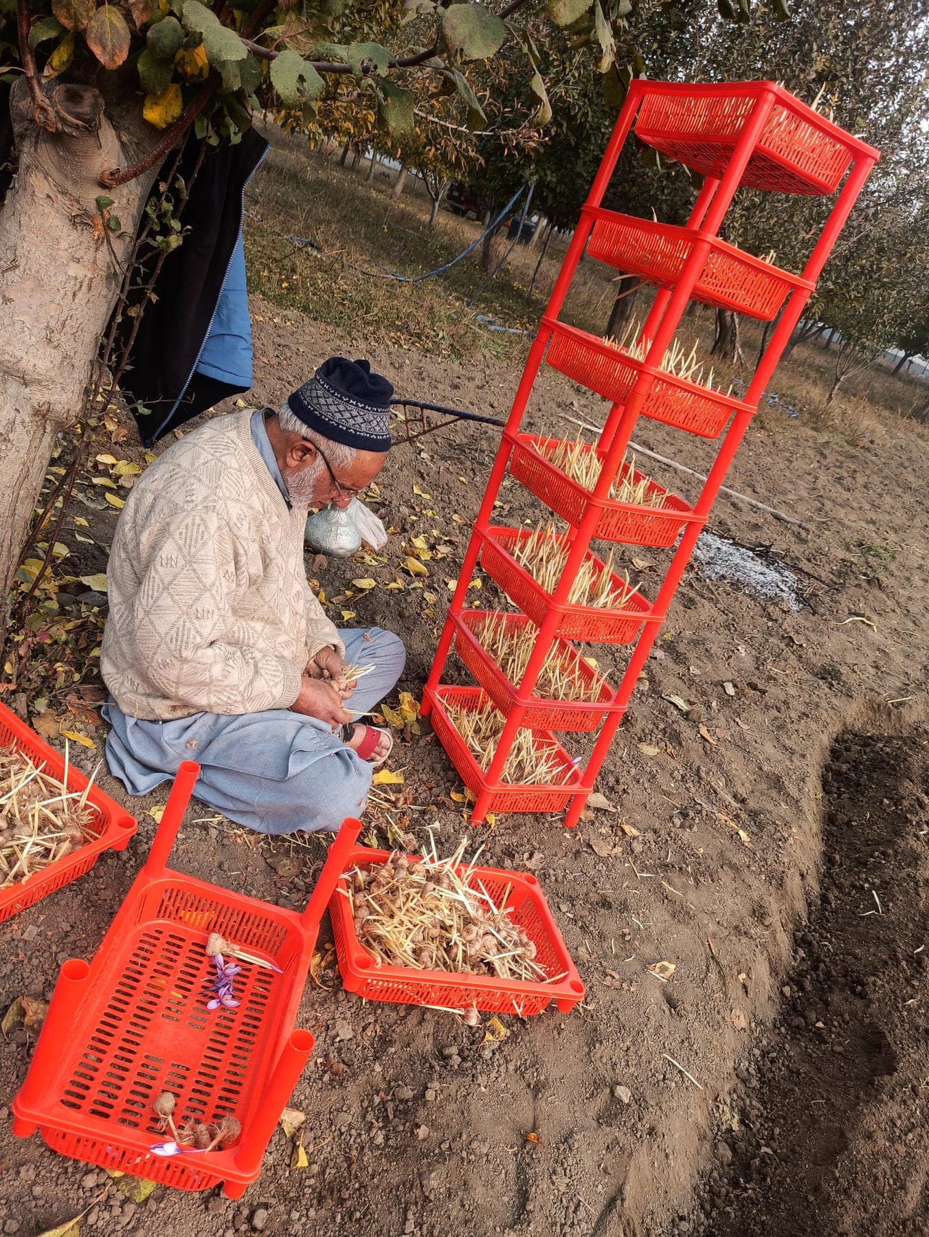 Hand-picking saffron crocus flowers at dawn in our Pampore fields